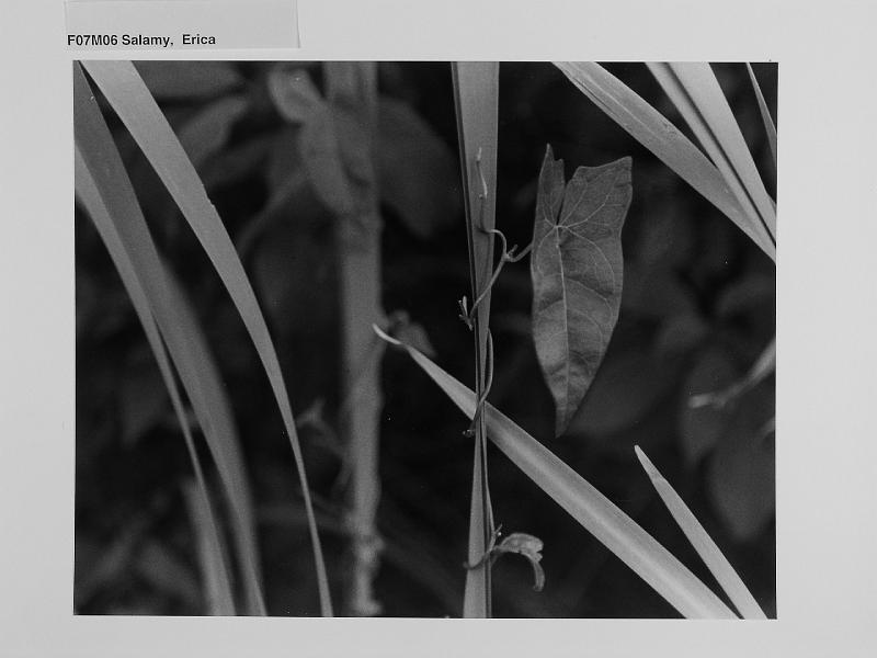 F07 FP_082